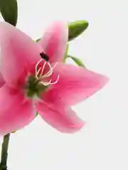Тёмно-розовый искусственные цветы, лилии