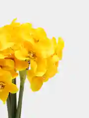 Желтый искусственные цветы, нарциссы