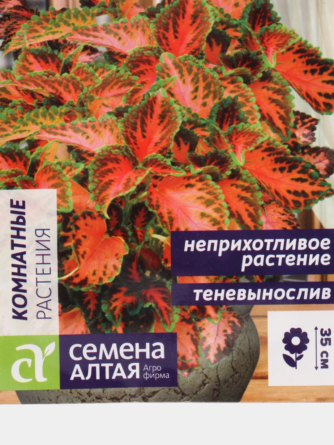 Колеус Визард "Коралловый Восход", семена, цветы