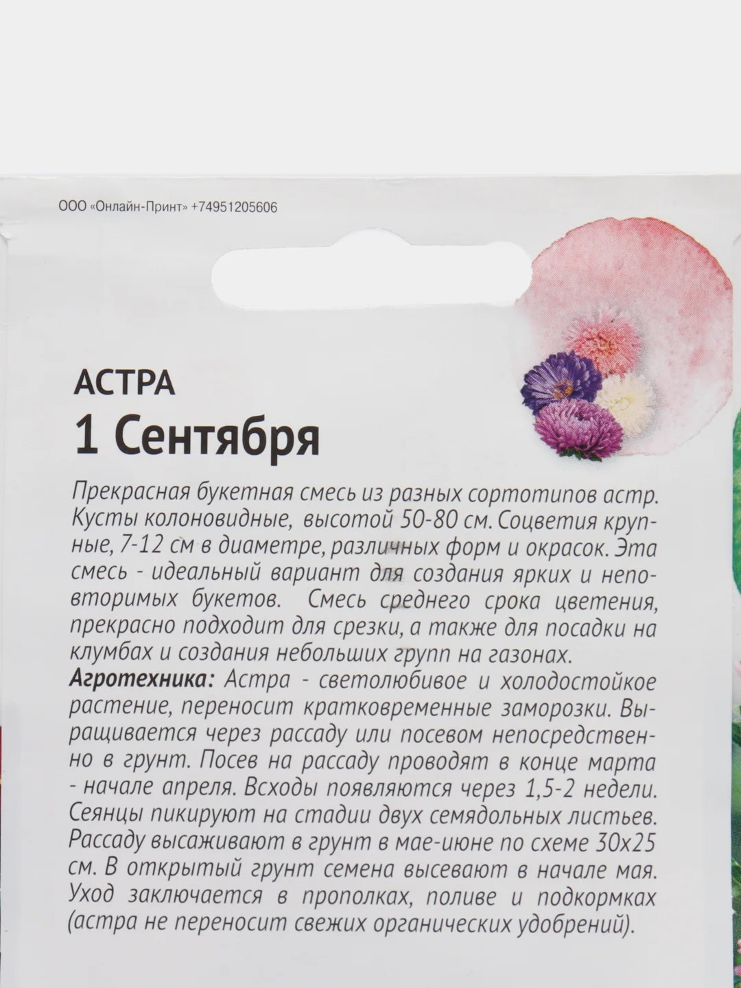 Семена астры