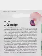 Семена астры