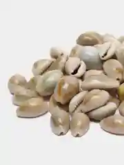 Оливковый ракушки натуральные морские и океанические, грунт, наполнитель, декор для аквариума