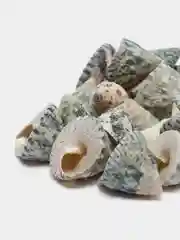 Бирюзовый ракушки натуральные морские и океанические, грунт, наполнитель, декор для аквариума