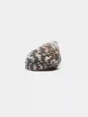 Серебряный ракушки натуральные морские и океанические, грунт, наполнитель, декор для аквариума