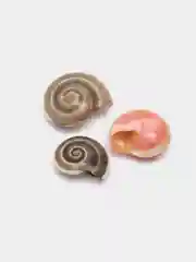 Пастельно-коралловый ракушки натуральные морские и океанические, грунт, наполнитель, декор для аквариума