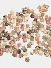 Пастельно-коралловый ракушки натуральные морские и океанические, грунт, наполнитель, декор для аквариума