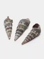 Серый ракушки натуральные морские и океанические, грунт, наполнитель, декор для аквариума