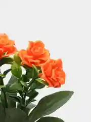 Бежевый искусственные цветы, роза, пластиковый букет, композиция, 24 см