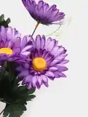 Фиолетовый искусственные цветы. Герберы (букет). Композиция