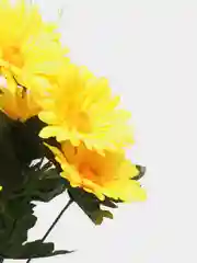 Желтый искусственные цветы. Герберы (букет). Композиция