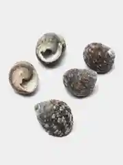 Серебряный ракушки натуральные морские и океанические, грунт, наполнитель, декор для аквариума