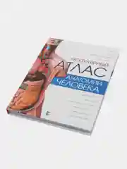 Популярный атлас анатомии человека, Палычева Любовь