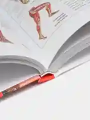 Популярный атлас анатомии человека, Палычева Любовь