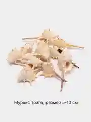 Бежевый ракушки натуральные морские и океанические, грунт, наполнитель, декор для аквариума
