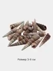 Бежевый меланж ракушки натуральные морские и океанические, грунт, наполнитель, декор для аквариума