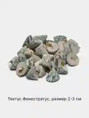 Бирюзовый ракушки натуральные морские и океанические, грунт, наполнитель, декор для аквариума