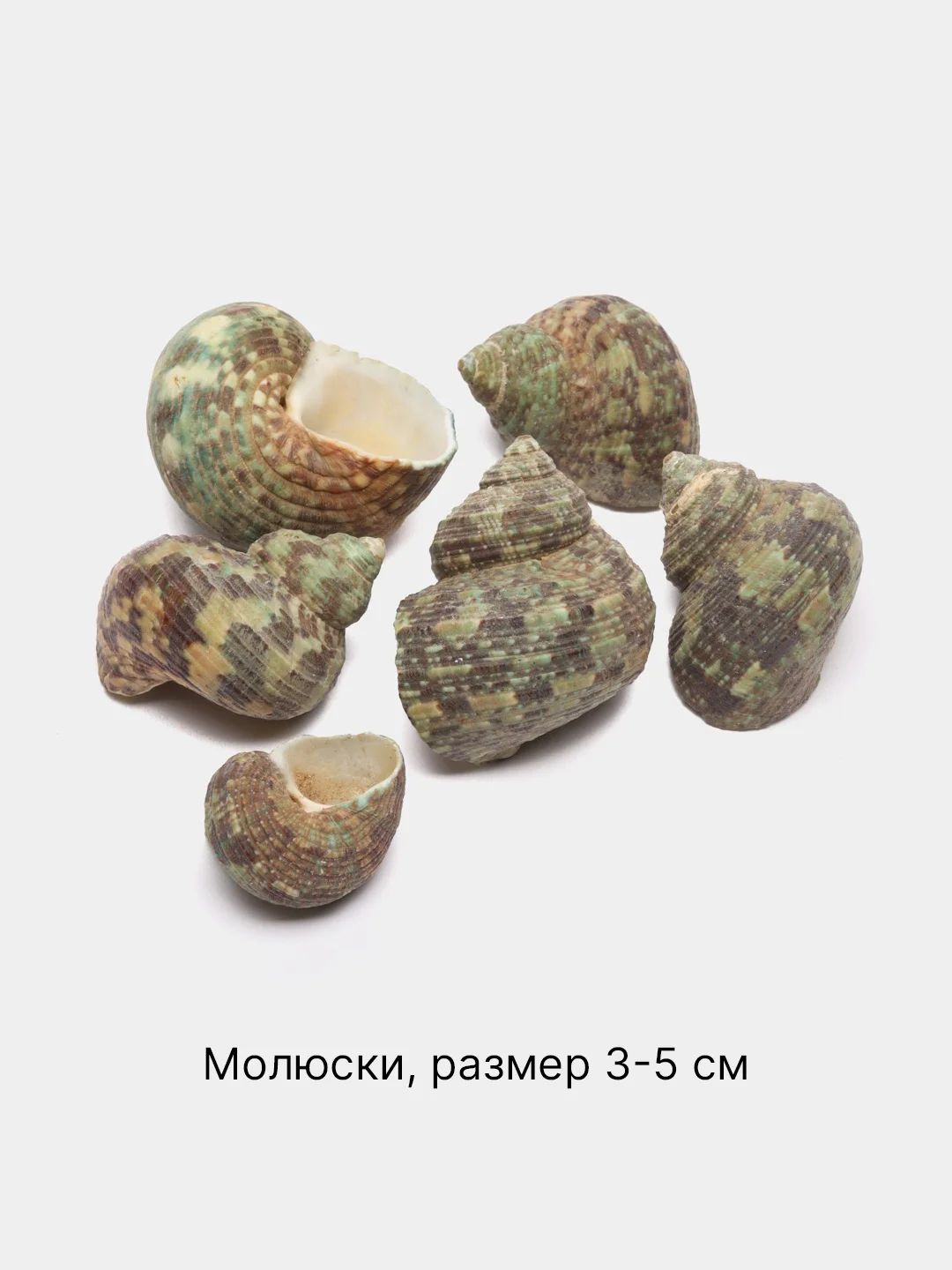Зеленый ракушки натуральные морские и океанические, грунт, наполнитель, декор для аквариума