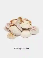 Конфетный ракушки натуральные морские и океанические, грунт, наполнитель, декор для аквариума