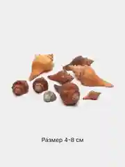 Коричневый ракушки натуральные морские и океанические, грунт, наполнитель, декор для аквариума