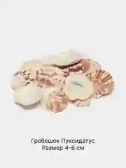 Кораллово-розовый ракушки натуральные морские и океанические, грунт, наполнитель, декор для аквариума