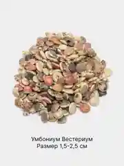 Пастельно-коралловый ракушки натуральные морские и океанические, грунт, наполнитель, декор для аквариума