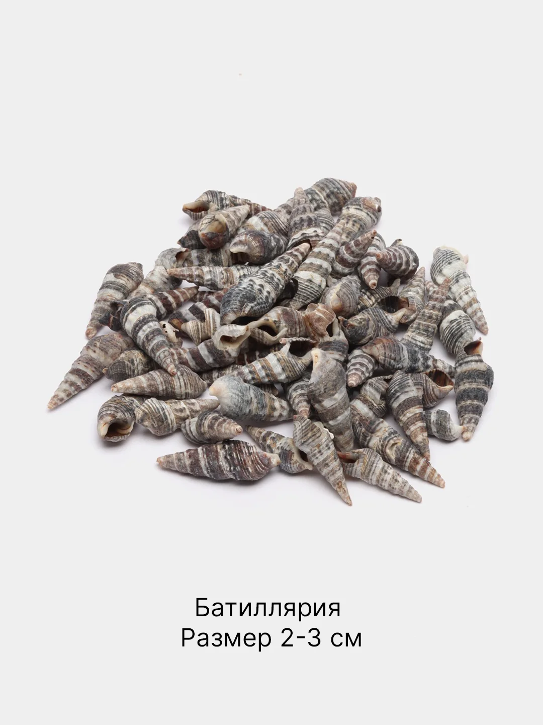 Серый ракушки натуральные морские и океанические, грунт, наполнитель, декор для аквариума