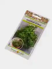 Семена Тимьян, чабрец "Медовый Аромат"