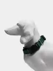 Зеленый ошейник нейлоновый для собак