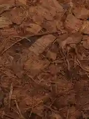 Кокосовый брикет Орхидея, 4л, PLANT!T