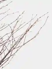 Коричневый сухоцветы ветки березы
