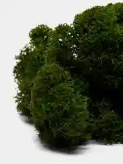 Лайм стабилизированный мох ягель зеленый, 100 г