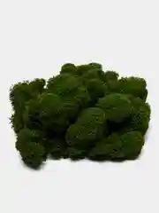 Лайм стабилизированный мох ягель зеленый, 100 г