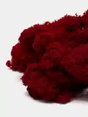 Алый стабилизированный мох ягель зеленый, 100 г