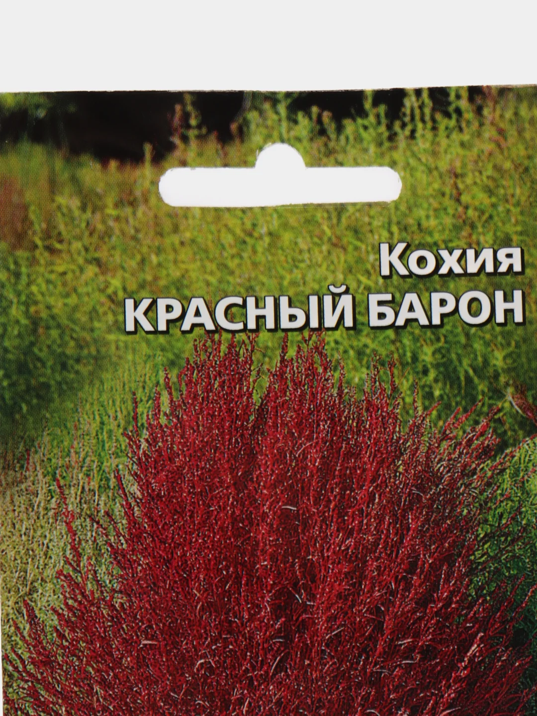 Кохия Красный Барон (семена,цветы)
