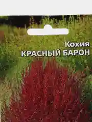 Кохия Красный Барон (семена,цветы)