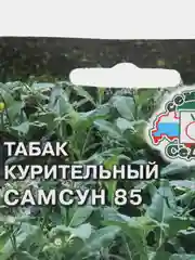 Табак курительный "Самсун 85", семена, 0,01 г