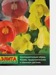 Абутилон Джульетта (семена,цветы)