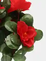 Красный искусственные цветы Азалия