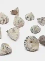 Мятный ракушки натуральные морские и океанические, грунт, наполнитель, декор для аквариума
