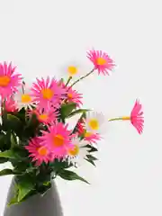 Тёмно-розовый искусственные цветы. Ромашки цветные (двухцветный пластиковый букет). Композиция