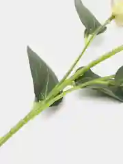 Белый искусственные цветы эустома, ветка эустомы