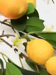 Лимонный искусственные цветы, дерево лимонное