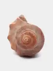 Красный ракушки натуральные морские и океанические, грунт, наполнитель, декор для аквариума