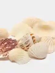 Разноцветный ракушки натуральные морские и океанические, грунт, наполнитель, декор для аквариума