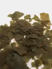 Растительный корм для рыб Sera Flora Nature, на развес
