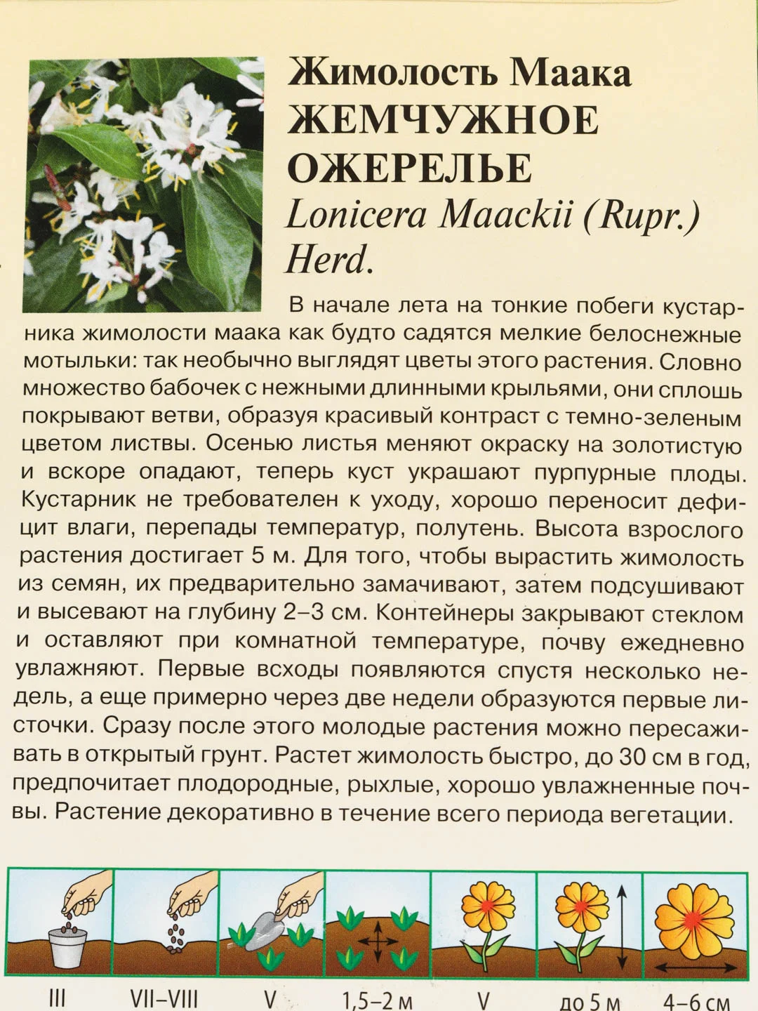 Жимолость Маака Жемчужное ожерелье, семена, цветы