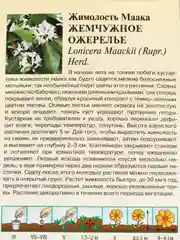 Жимолость Маака Жемчужное ожерелье, семена, цветы