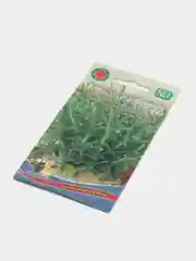 Розмарин Вечная Молодость - лекарственный (семена)