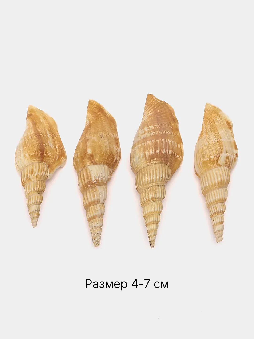 Бронзовый ракушки натуральные морские и океанические, грунт, наполнитель, декор для аквариума