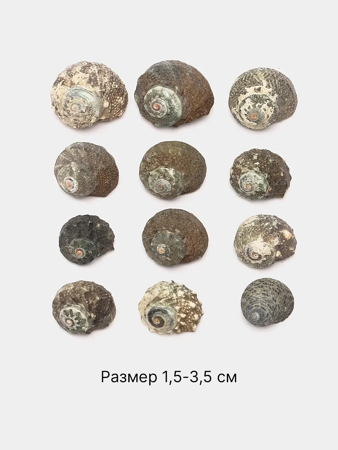 Зелёный хаки ракушки натуральные морские и океанические, грунт, наполнитель, декор для аквариума